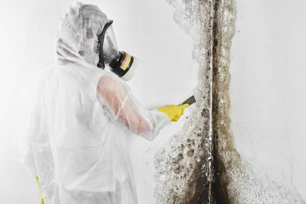 Best White Mold Remediation in Derma, MS