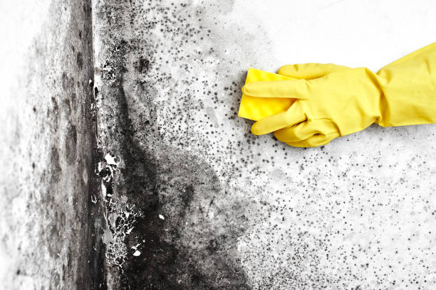 Best Kitchen Mold Remediation in Derma, MS