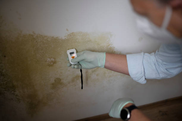Best Mold Remediation for Schools in Derma, MS