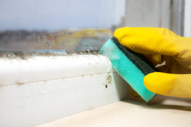 Best Residential Mold Remediation in Derma, MS