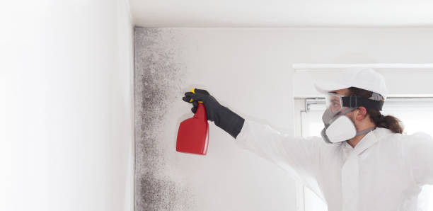 Best DIY Mold Remediation Support Services in Derma, MS