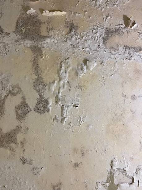 Trusted Derma, MS Mold Remediation Experts