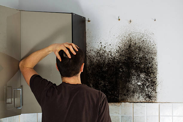Best Basement Mold Remediation in Derma, MS